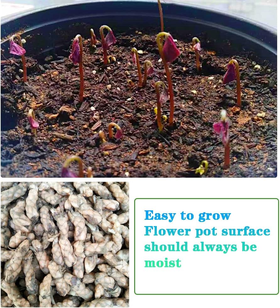Purple Shamrocks Bulbs for Indoor Outdoor Planting a7