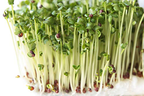 Nature Jims Sprouts Broccoli Sprout Seeds - Certified Organic, 8oz P1311