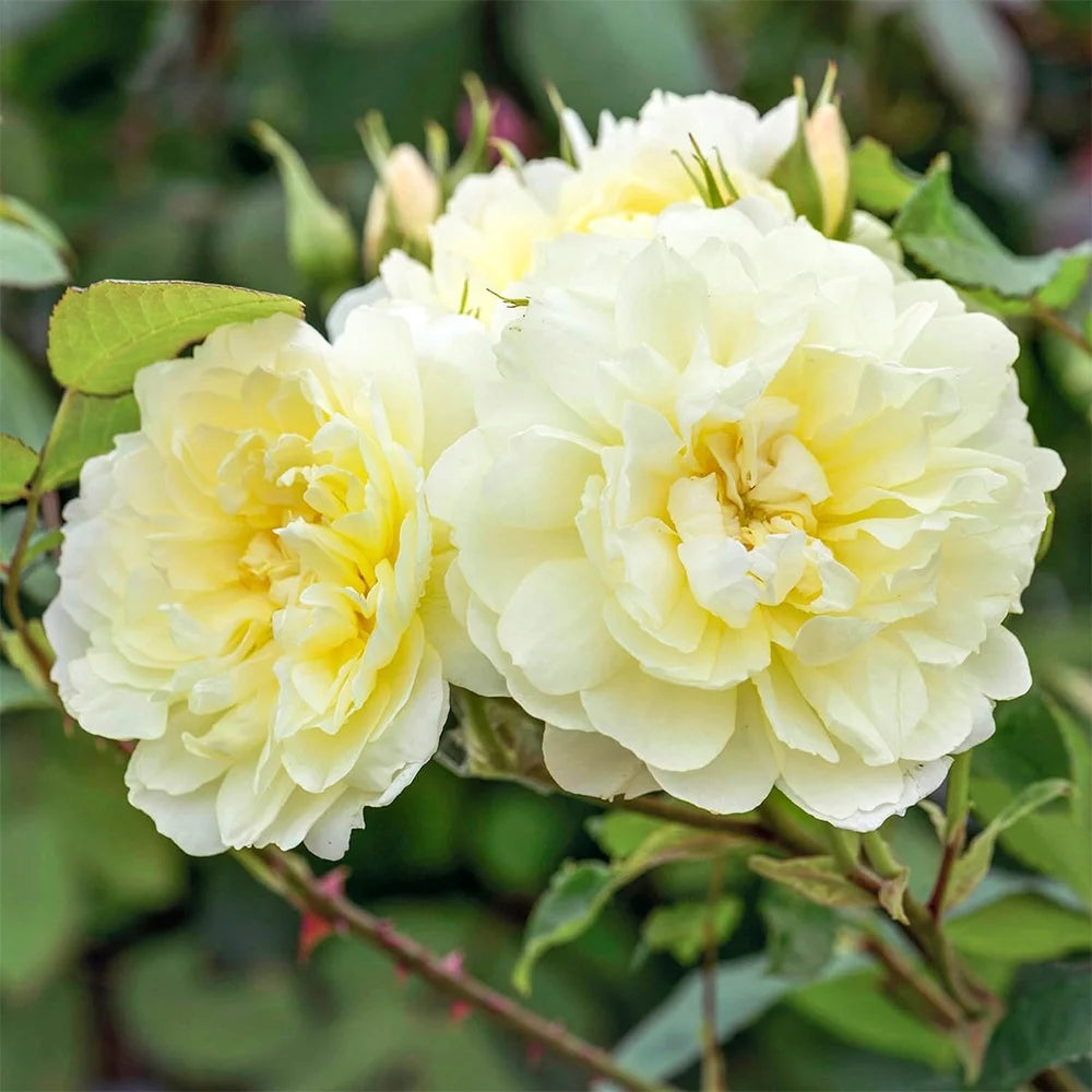 Radiant David Austin Rose Own-Root One Gallon k7
