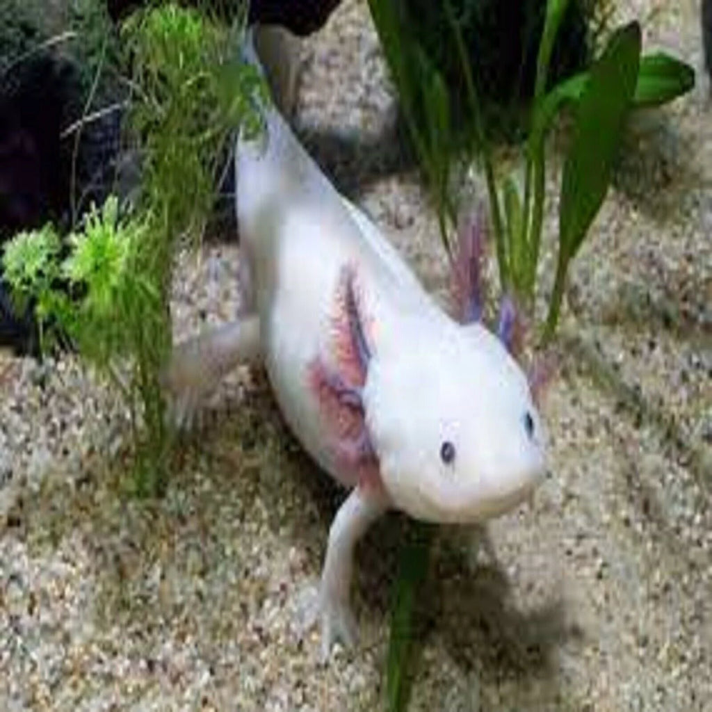 Rangen's Salmon Sinking Crumbles for Baby Axolotl, 3-lb Bag D702
