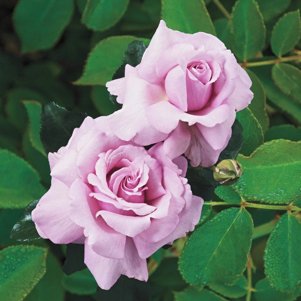 Dormant Hybrid Tea Rose Plant 7x