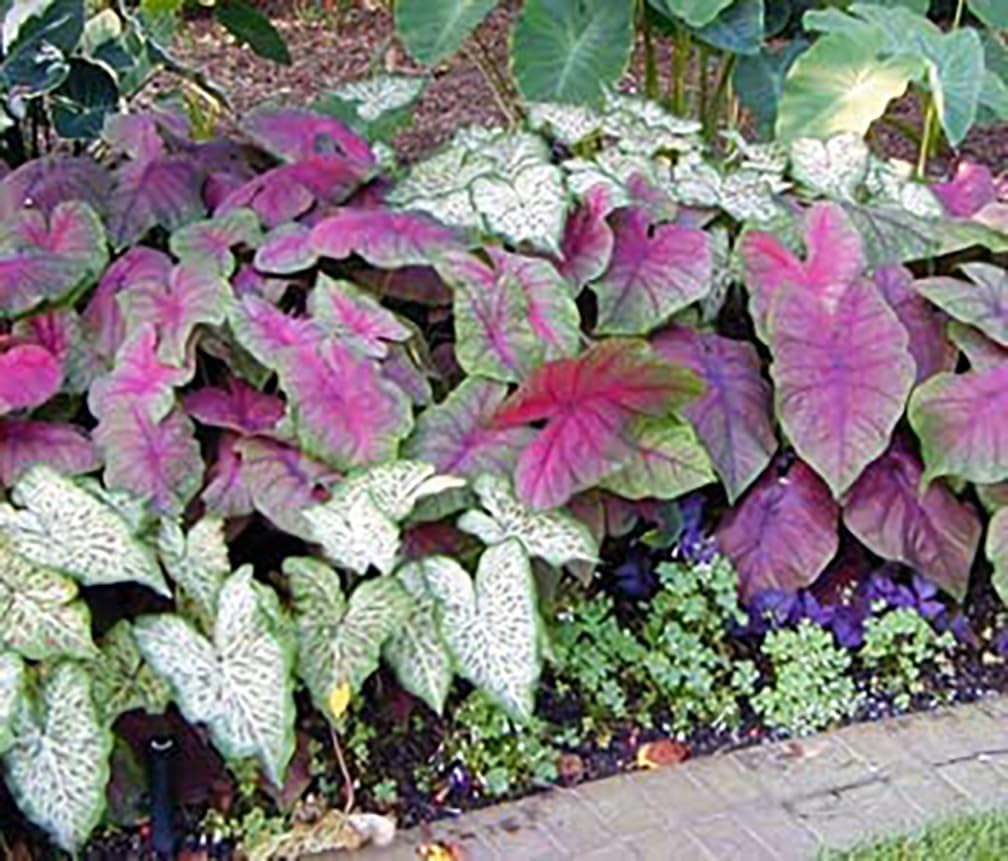 Dwarf Gingerland Caladium White Red Marks Top Size Roots k7m