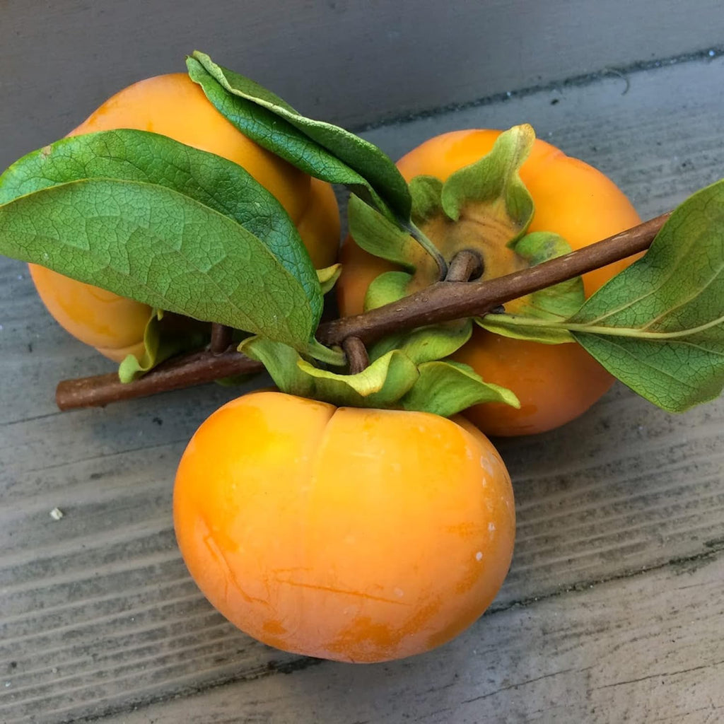 Japanese Persimmon Seeds Sweet Edible Fruit Tree Outdoor 10Pcs a7