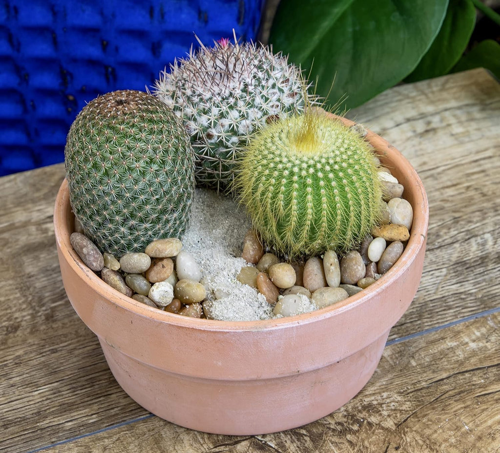 Assorted Cactus Plants Live Succulents 4PK a7