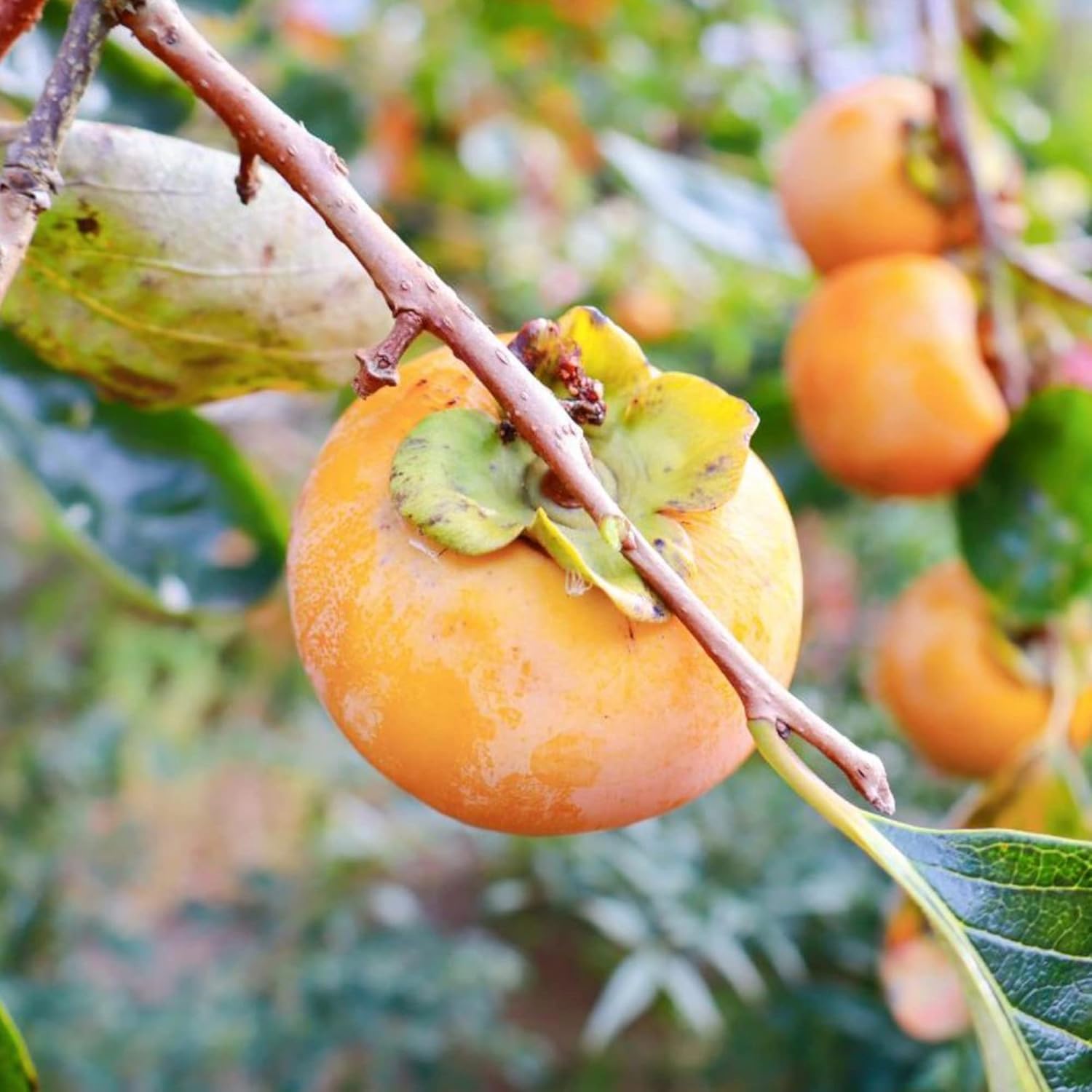 Japanese Persimmon Seeds Sweet Edible Fruit Tree Outdoor 10Pcs a7