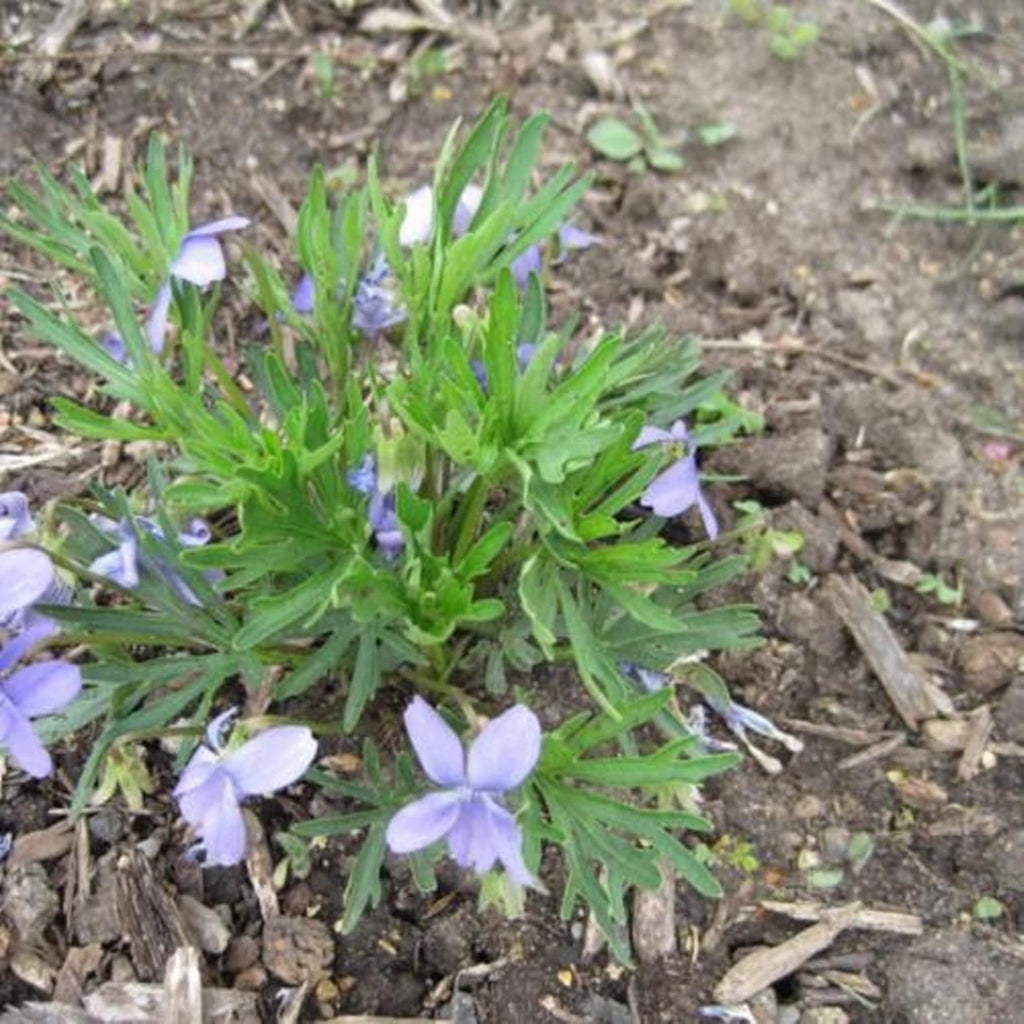 Viola Pedatifida Prairie Violet Seeds 100ct a7
