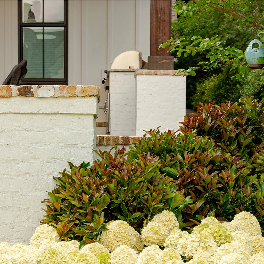 Viburnum Copper Top Live Shrub 2 Gallon a7