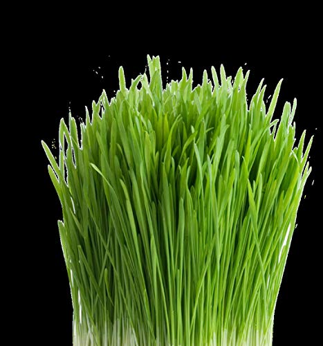 Nature Jims Sprouts Organic Wheatgrass Seeds for Sprouting, Non-GMO W25692