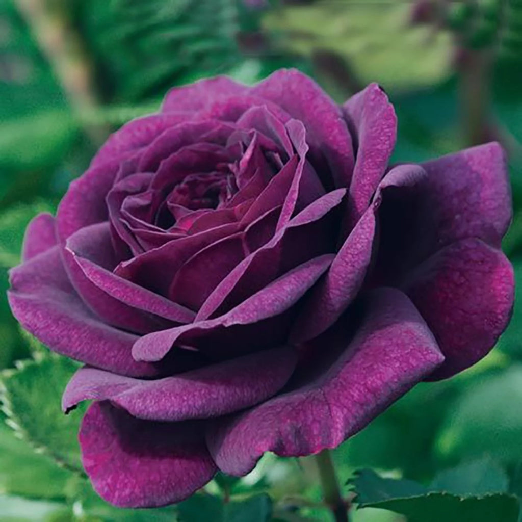 Dormant Bare Root Tree Rose, 1 Plant Per Order a7