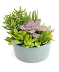 Live Succulents Assortment in Clay Pot, Garden Succulent Planter, Unique Gardening Gifts for Plant Lovers, Live Succulent Plants Live Plants, Live Succulents Plants Live Houseplants by Plants for Pets