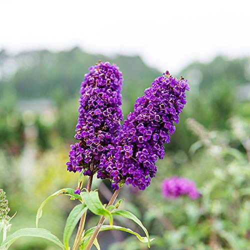 Butterfly Shrub Live Plant Outdoor Purple Flowers a7