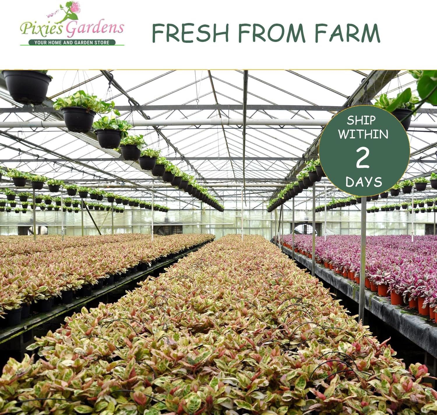 Nandina Firepower 2 Gallon a7