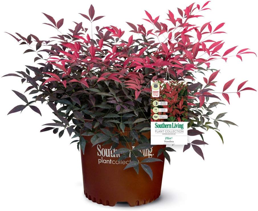 Nandina Live Plant Green Red Orange Gold Foliage k7