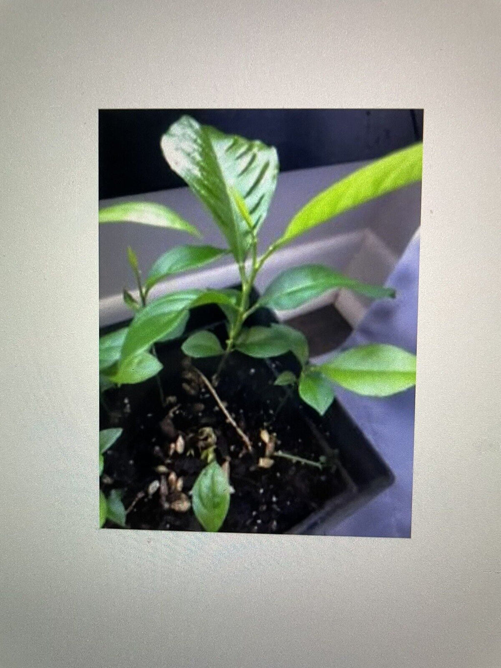 Southern Magnolia Tree - Magnolia Grandiflora A4643