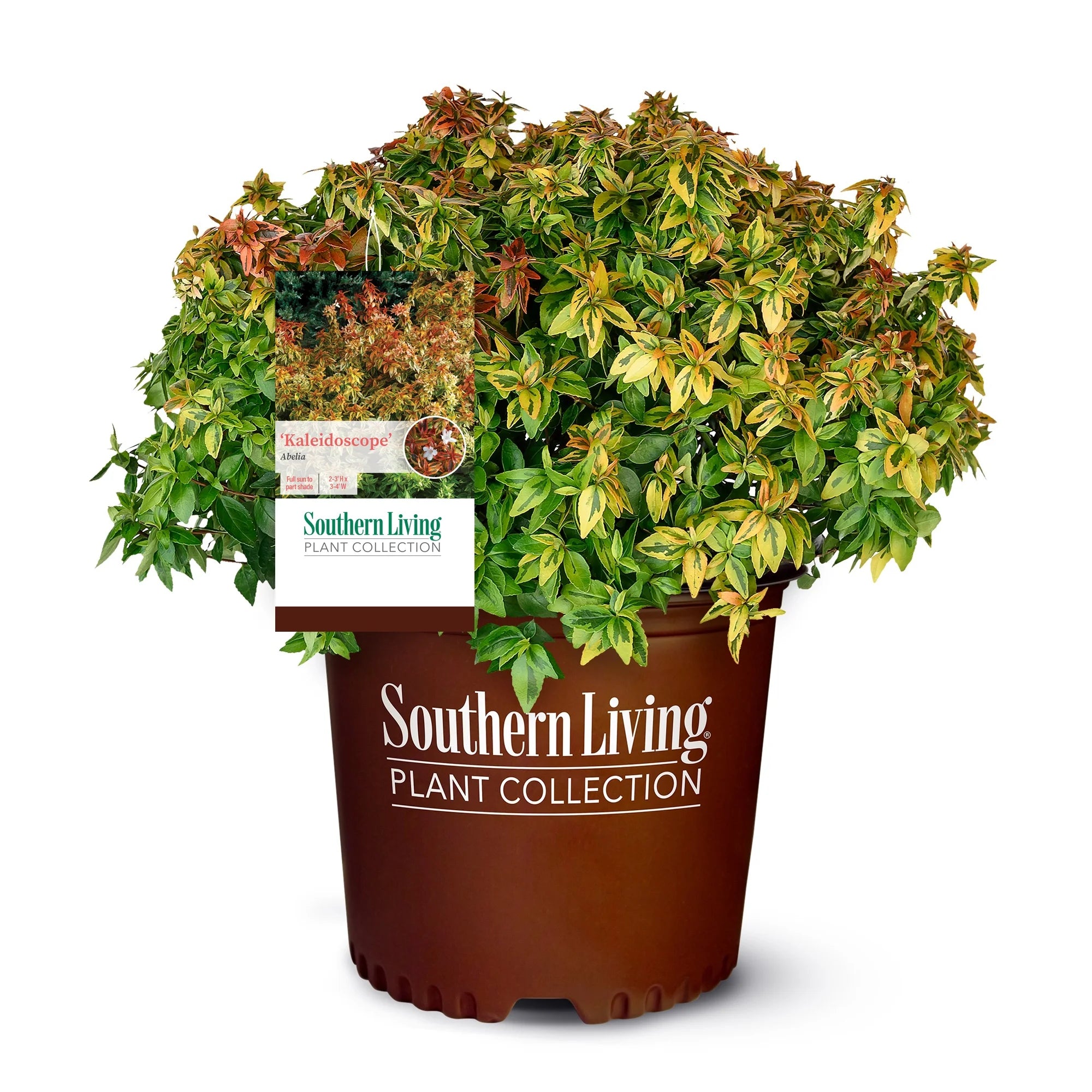 Southern Living Plant Collection Abelia Kaleidoscope Live Shrub (2 Gallon) - Radiant Selections