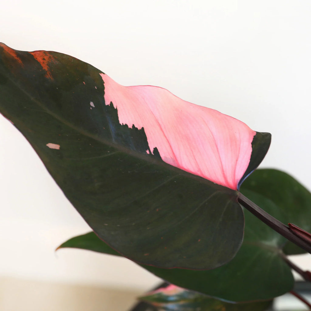 Pink Princess Philodendron Live Plant in Ceramic Pot a7