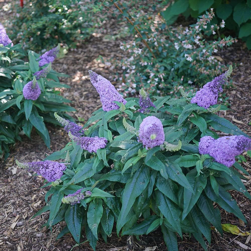 Purple Butterfly Bush Deciduous Shrub 3 Gallon Pot k7