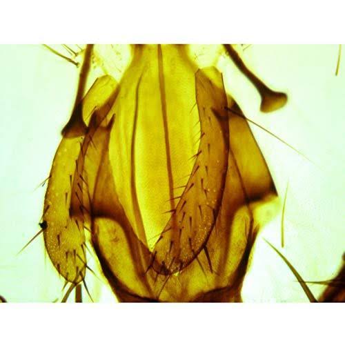 Binocular Lab Compound Microscope 40X-2000X Mechanical Stage k7