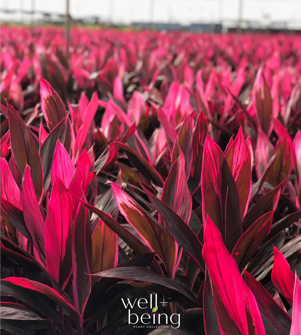 Cordyline Red Sister Live Plant 25-30 in. Tall in Grower Pot k7