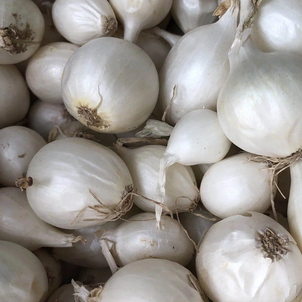 White Onion Sets for Planting - 100 Bulbs W672