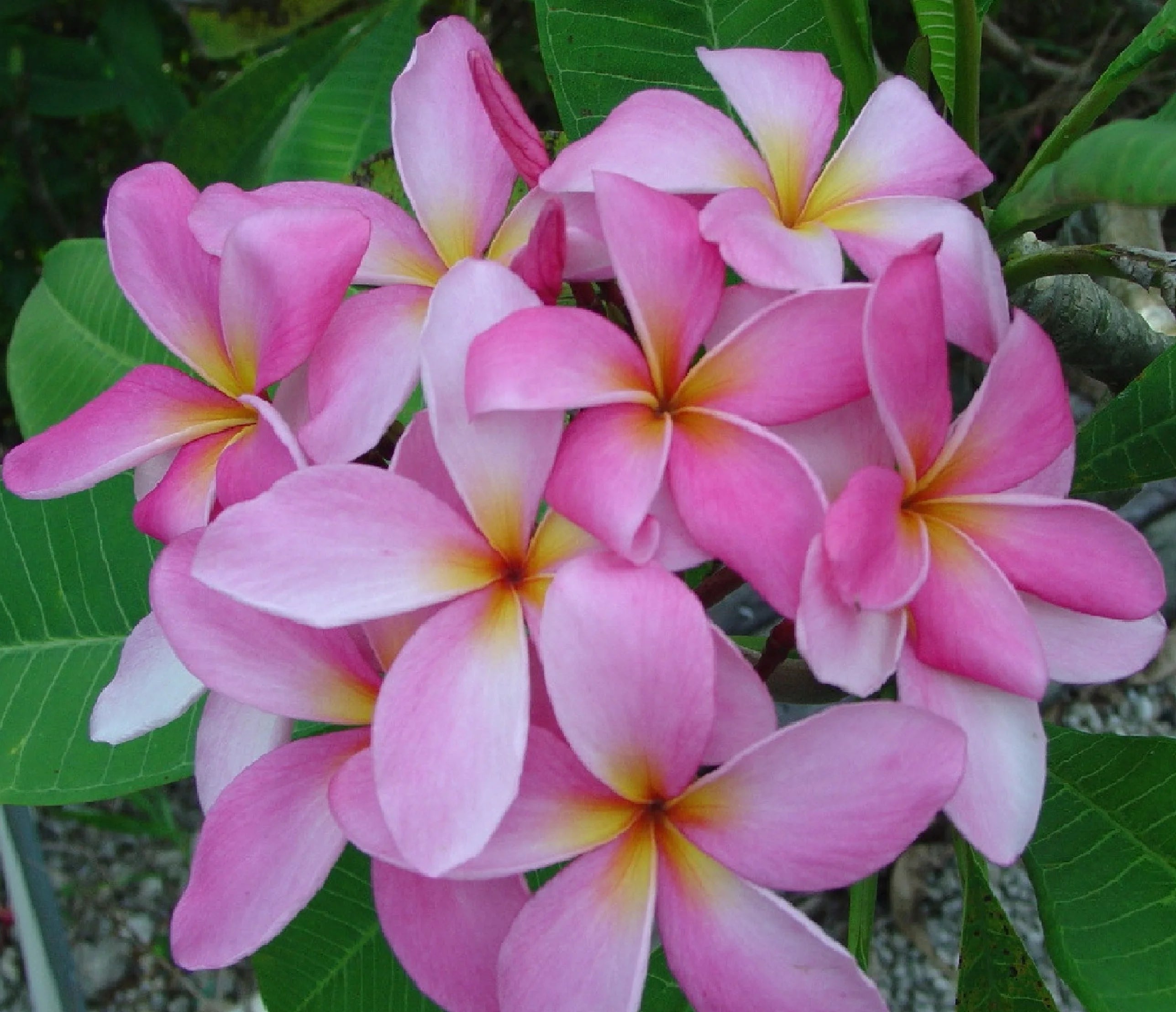 Pink Hawaiian Plumeria Frangipani Plant Cutting 9-12 Inch Perennial a7