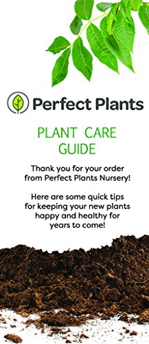 Persimmon Tree Live Plant 3-4 ft a7