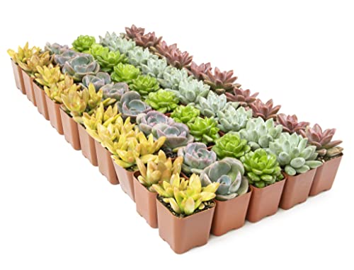Succulent Plants Live 12 Pack Potted Indoor Houseplants a7
