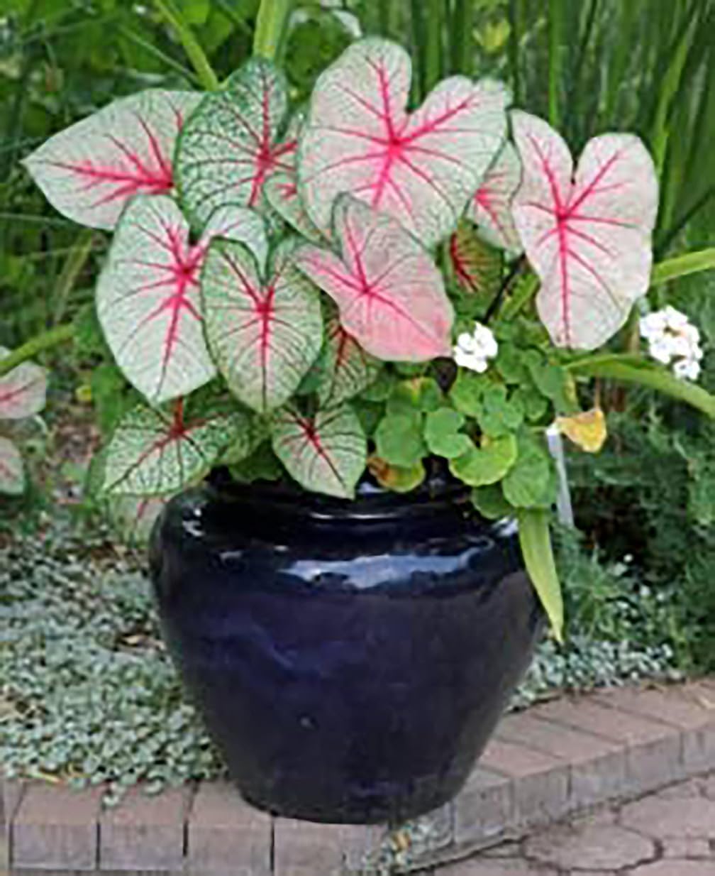 Dwarf Gingerland Caladium White Red Marks Top Size Roots k7m