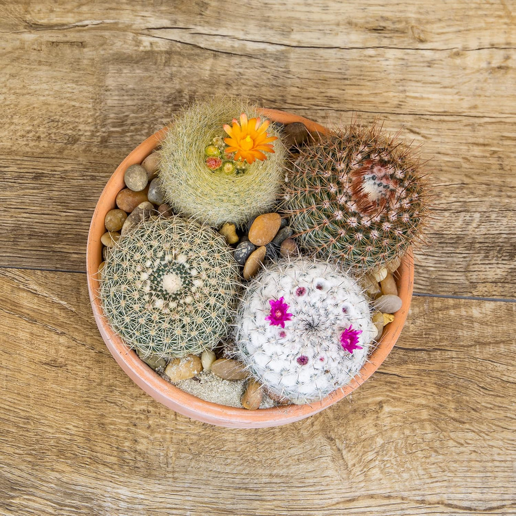 Assorted Cactus Plants Live Succulents 4PK a7