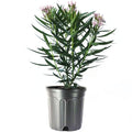 AMERICAN PLANT EXCHANGE Oleander Bush, Semi Dwarf, Petite Pink", Flowering Landscape Shrub, 10-Inch Pot, Live Outdoor Plant, 3-4ft Max Height, Hardy Evergreen Landscape Shrub