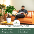 (3 Gallon) NANDINA Firepower - Dwarf Evergreen That Has an Upright Crown Appearance. Very Colorful Lime Green Foliage Tinged with Orange and Red in Summer, Turning Fully Red in Fall/Winter