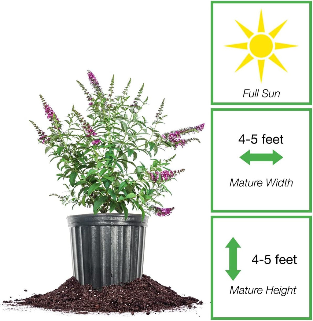 Butterfly Bush Live Shrub in 3 Gallon Pot, Red Flowers a7