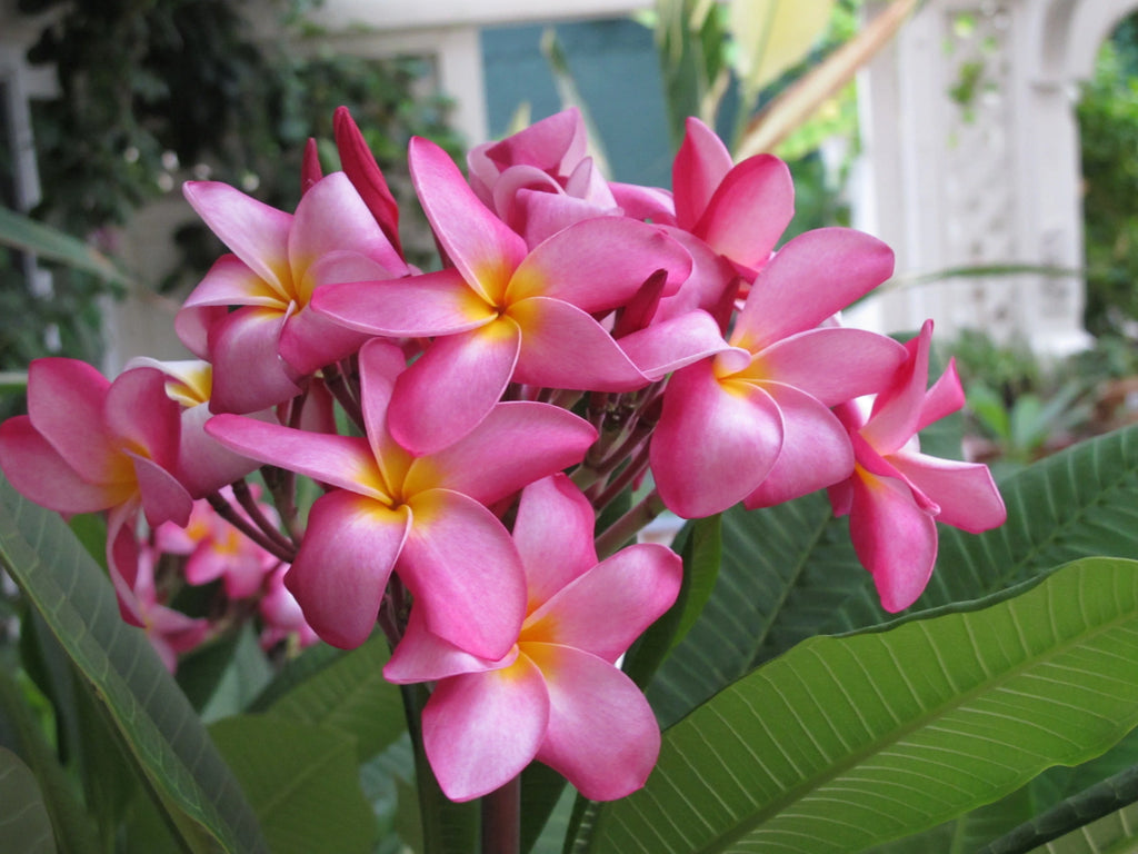 Pink Hawaiian Plumeria Frangipani Plant Cutting 9-12 Inch Perennial a7