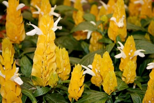 Golden Shrimp Plants Live 2 Pack 6in a7
