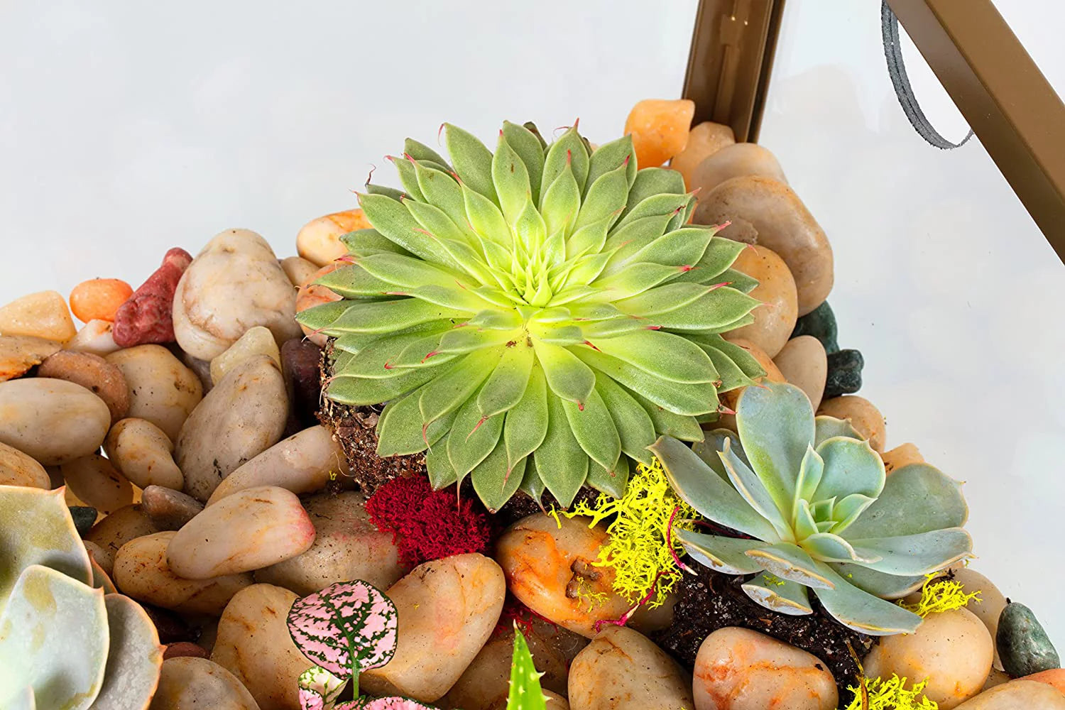 Terrarium Glass End Table 18x18x27 a7
