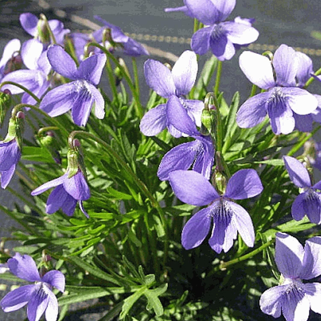 Viola Pedatifida Prairie Violet Seeds 100ct a7