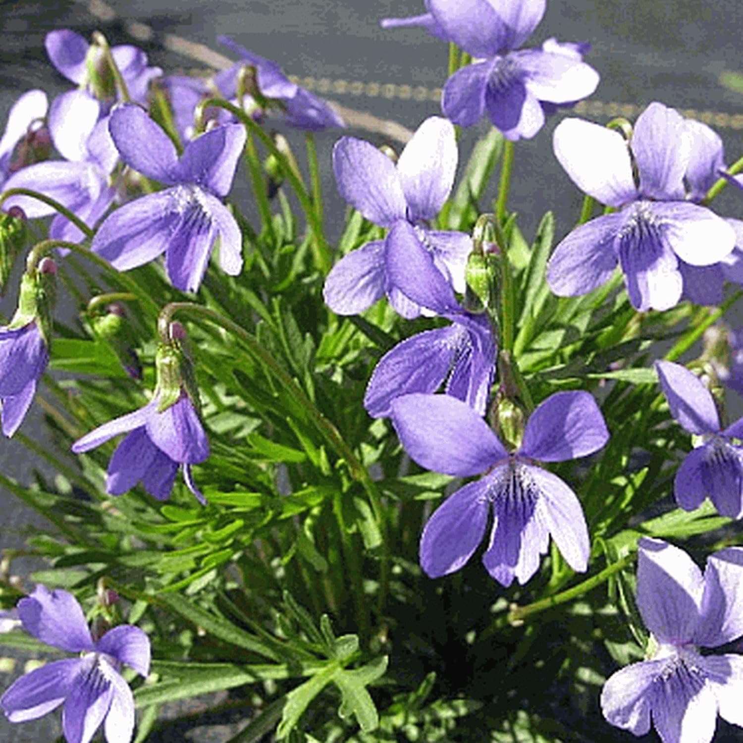 Viola Pedatifida Prairie Violet Seeds 100ct a7