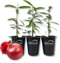 Dwarf Red Pomegranate Tree - 3 Live Tissue Culture Starter Plants - Edible Fruit Bearing Tree for The Patio and Garden - Radiant Selections