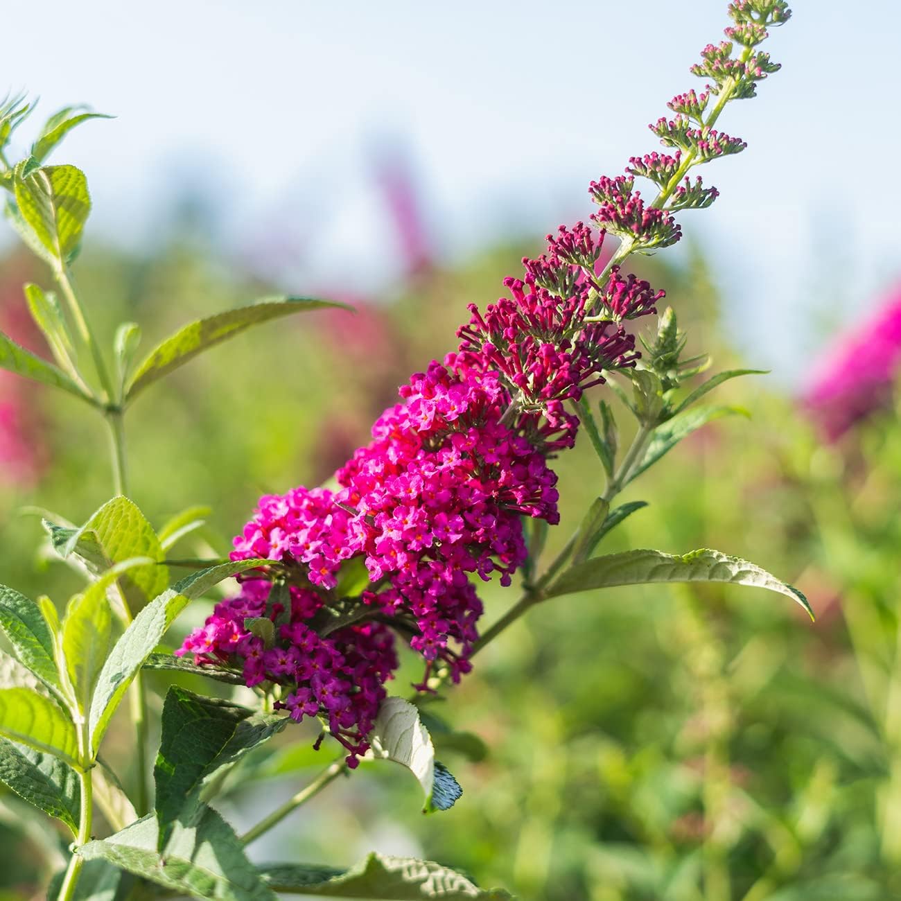 Butterfly Bush Live Shrub in 3 Gallon Pot, Red Flowers a7