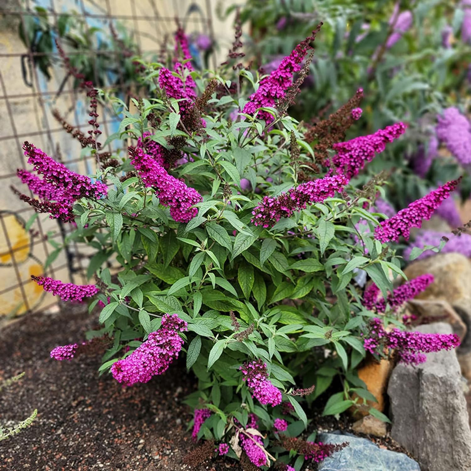 Pink Butterfly-Bush Summer Lilac Seeds Perennial Flowering Shrub a7