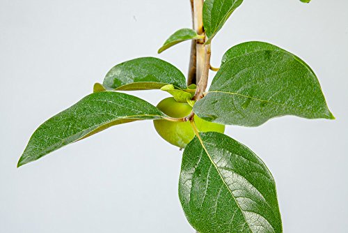 Persimmon Tree Live Plant 3-4 ft a7