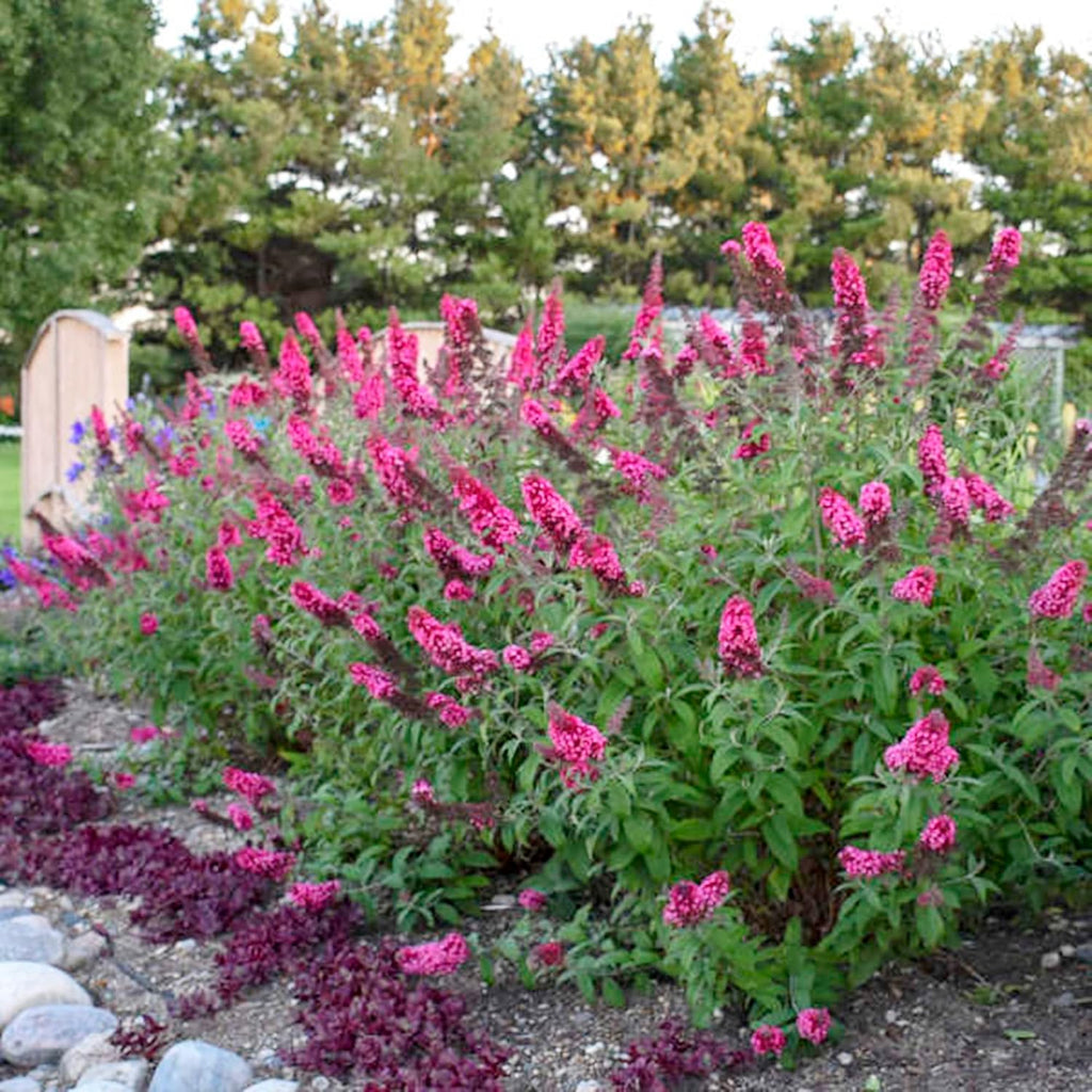 Pink Butterfly-Bush Summer Lilac Seeds Perennial Flowering Shrub a7