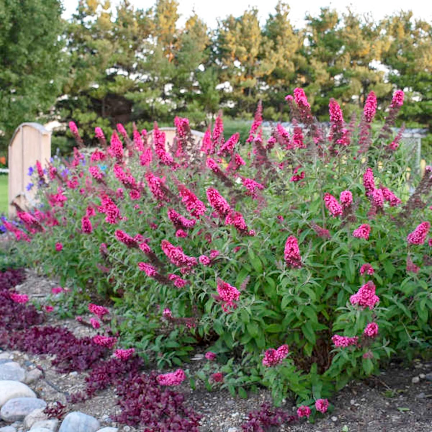 Pink Butterfly-Bush Summer Lilac Seeds Perennial Flowering Shrub a7