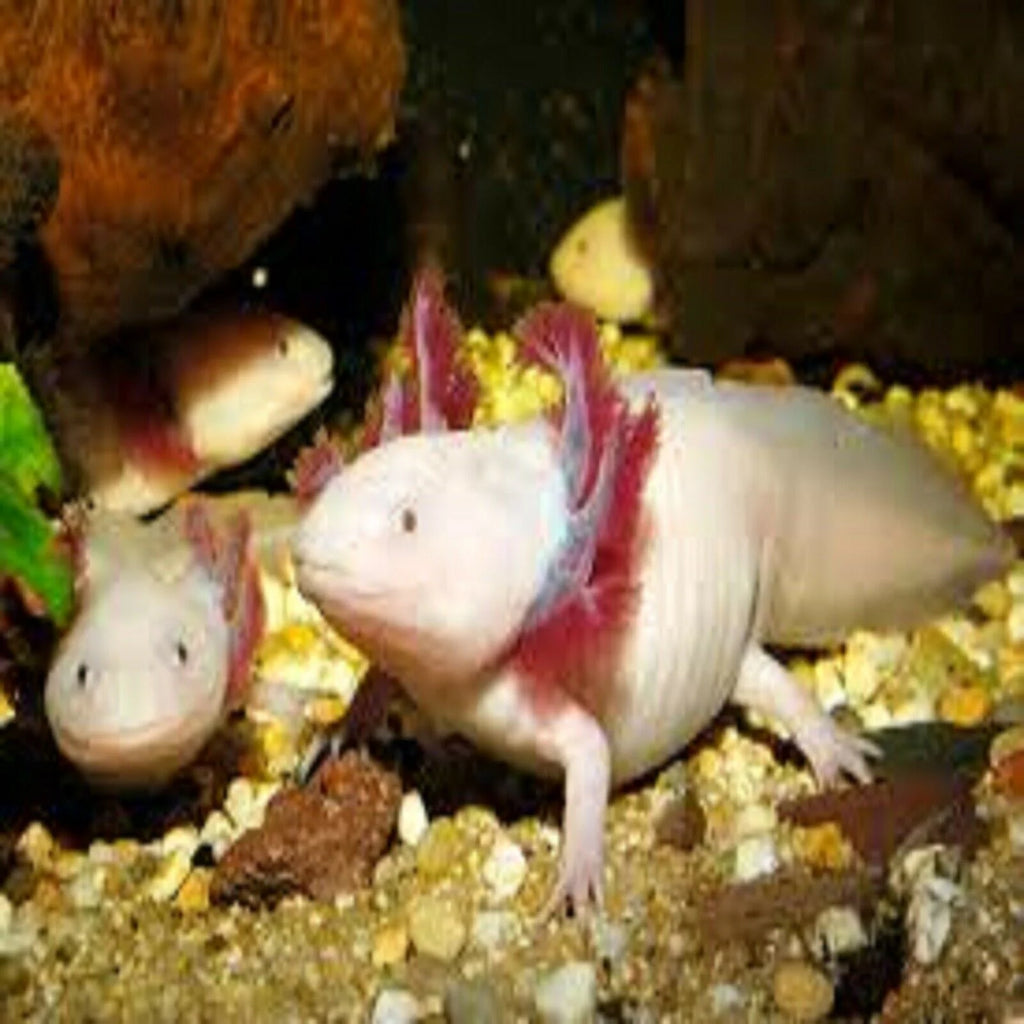 Rangen's Salmon Sinking Crumbles for Baby Axolotl, 3-lb Bag D702