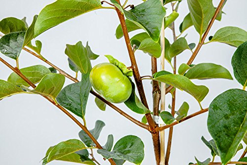 Persimmon Tree Live Plant 3-4 ft a7