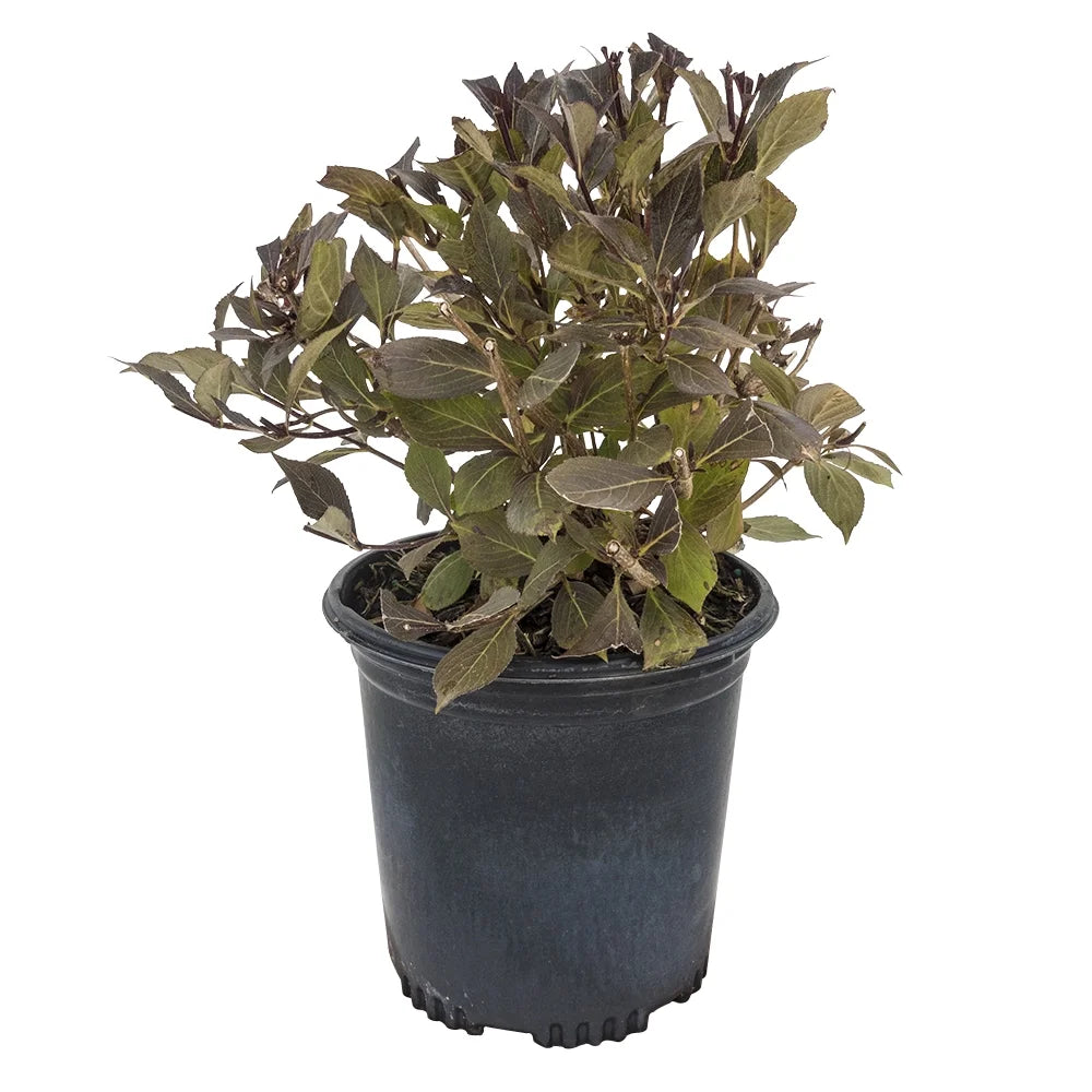 Red Prince Weigela Flowering Shrub 1 Gallon Pot a7