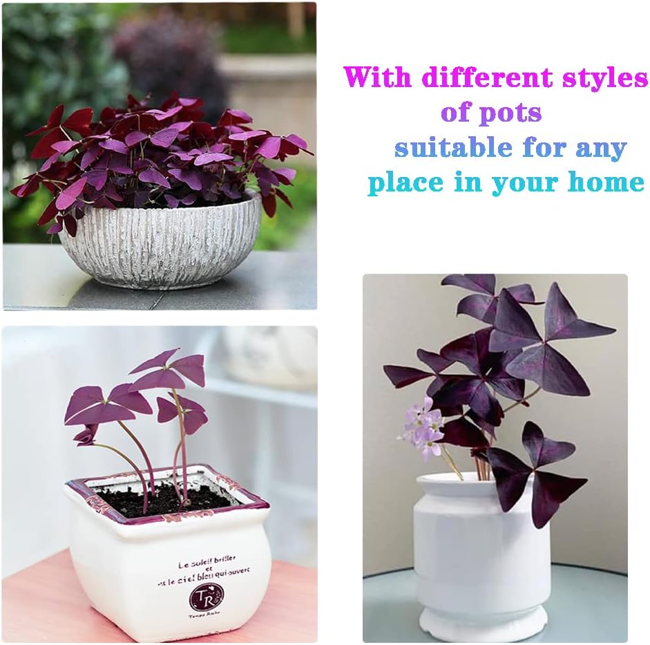 Purple Shamrocks Bulbs for Indoor Outdoor Planting a7