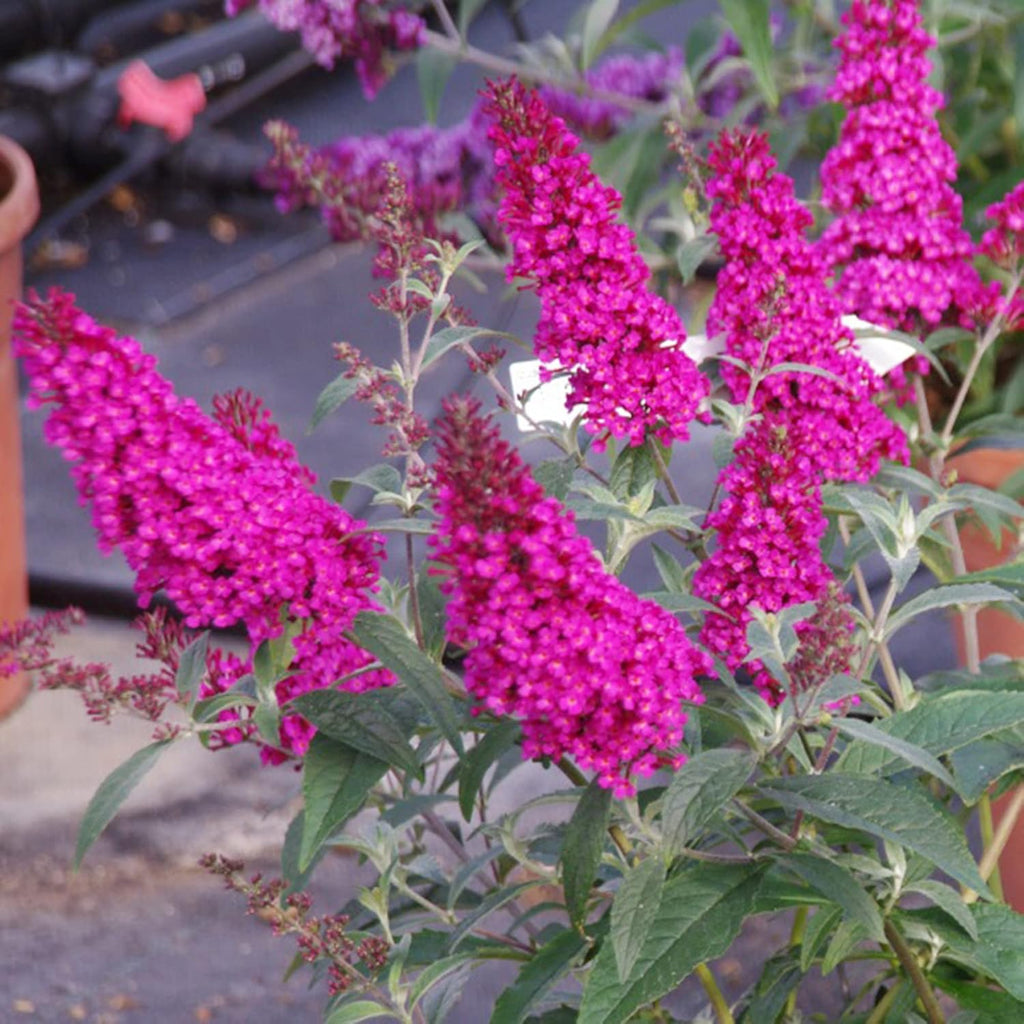 Pink Butterfly-Bush Summer Lilac Seeds Perennial Flowering Shrub a7