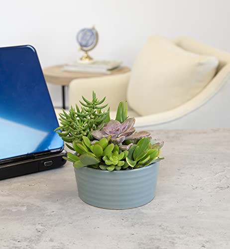 Succulent Assortment in Clay Pot Planter a7