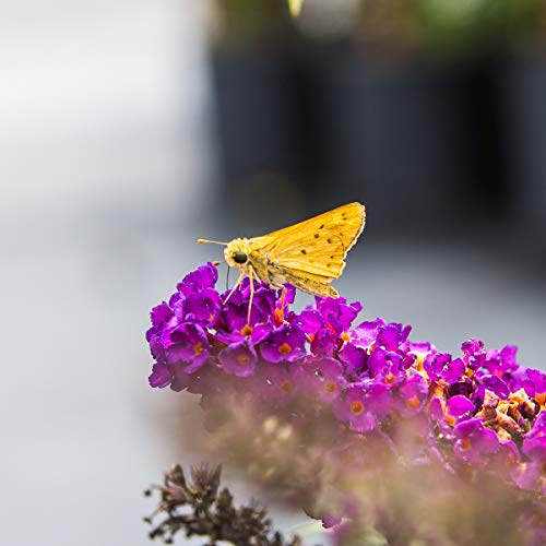 Butterfly Shrub Live Plant Outdoor Purple Flowers a7